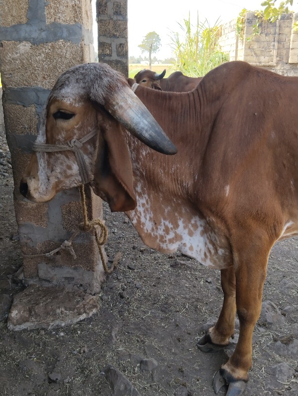 ગીર વાછડી દેવાન...