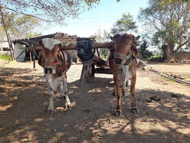 ગોટલા વેચવાના છ...