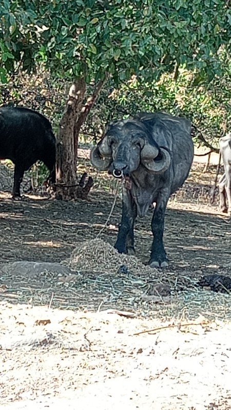 પાડો