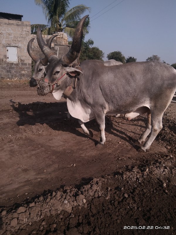 વેચવાનો છે