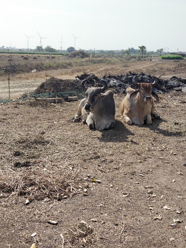 વેચવાના છે