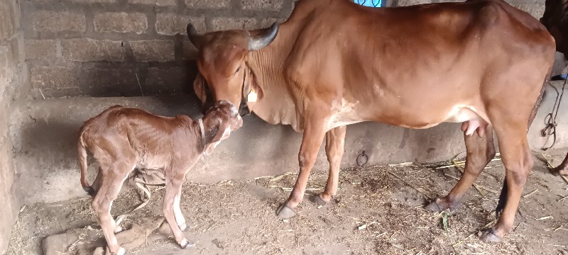 વિક્રમ ભાઈ કછોટ