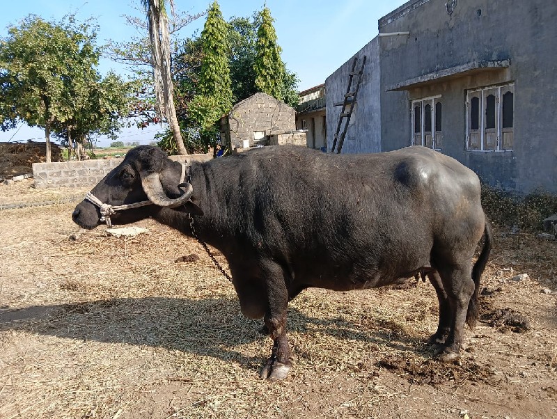 ભેંસ વેચવાની છે