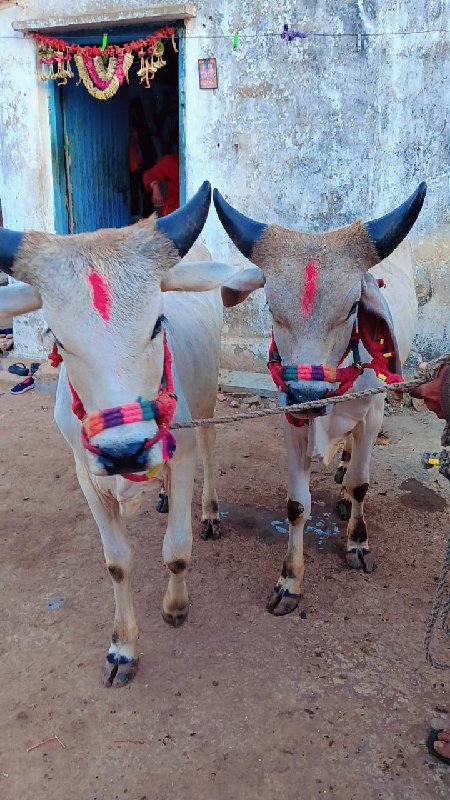 આ ગોઢલા વેચવાના...