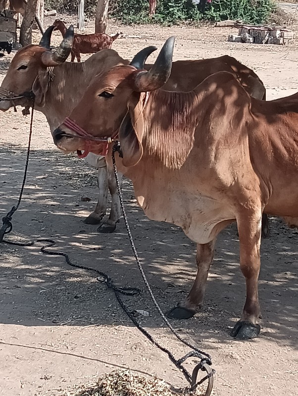 ગોઢલા વેચવાના છ...