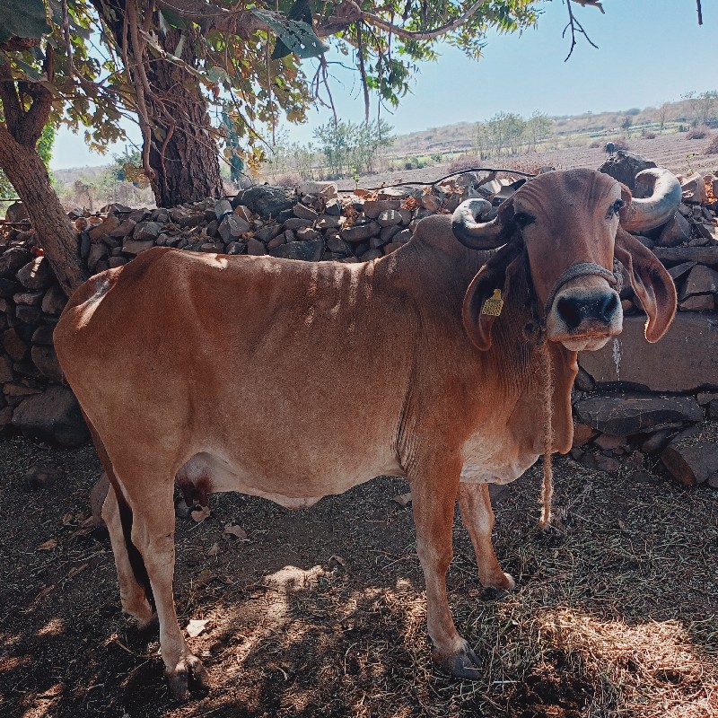 વેસવાની છે