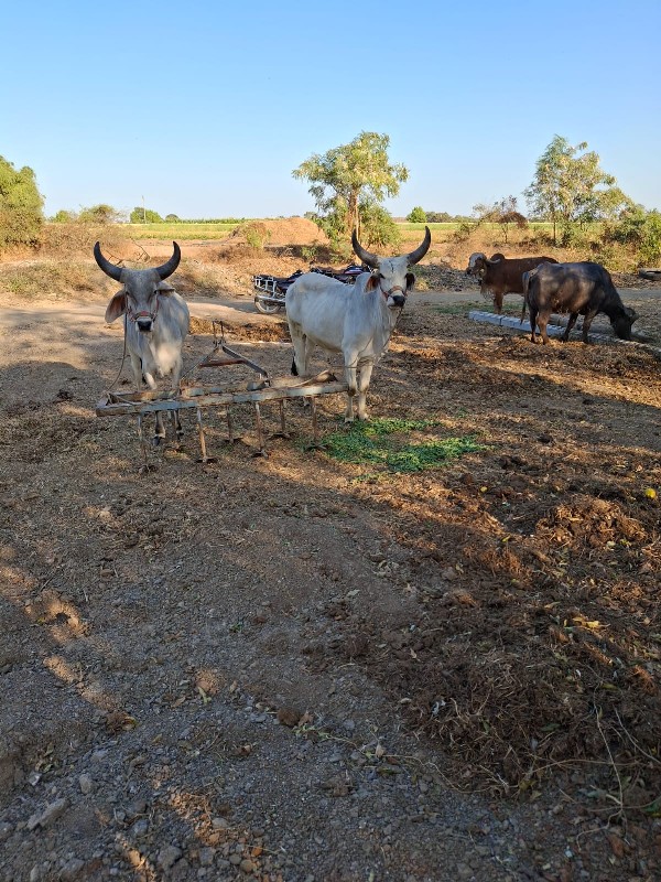 વેતા બળદ સે