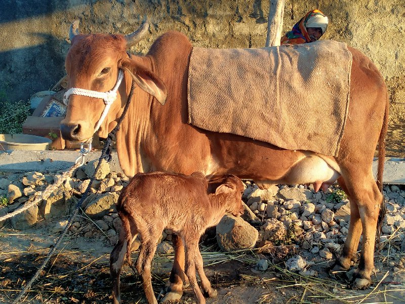 ગાય વેચવાની છે