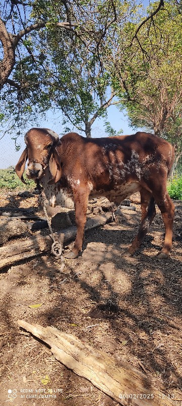 ધણ ખુટ