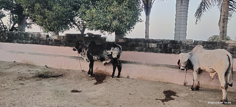 ચાલુ ગીર ખૂંટ આ...