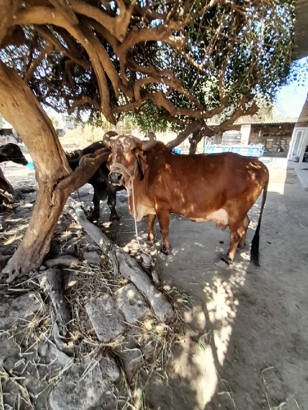 આ ગાય વેસવા ની...