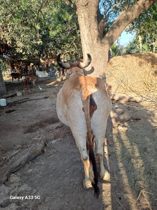 ગાય વેશ વાની છે