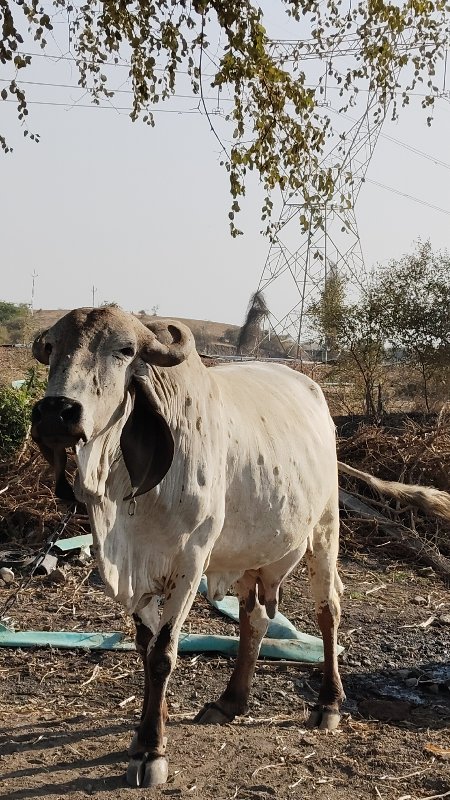 મહાવીર ભાઈ ખવડ