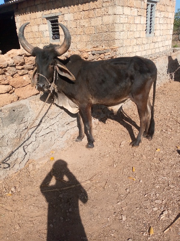 ઠાલો હાલે