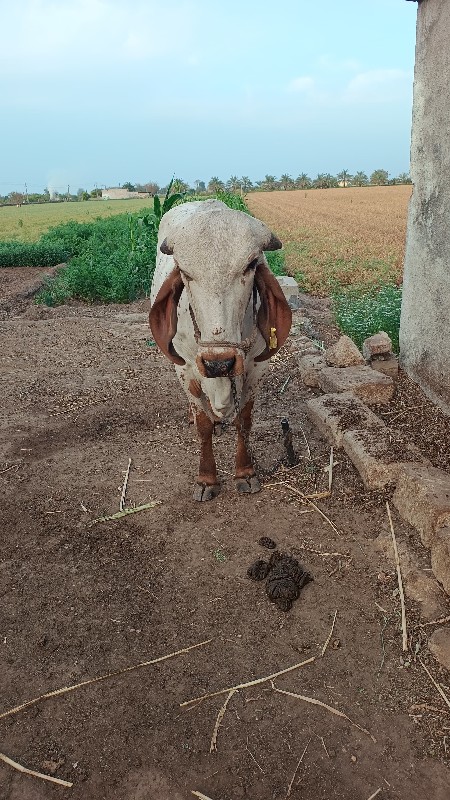 વાછડી વેચવાની