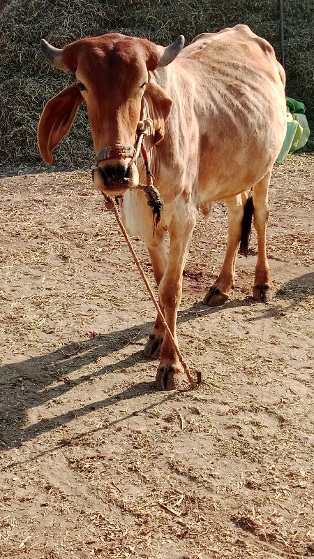 માકણા. ગોંડલમાં...