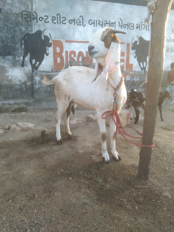 ગુલાબી બકરી છે