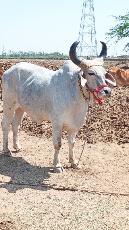 ઘોઘલા વેચવા ના...