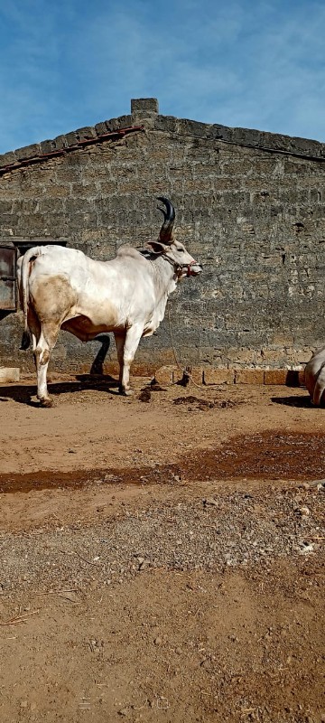 બળદ વેચવા નો છે