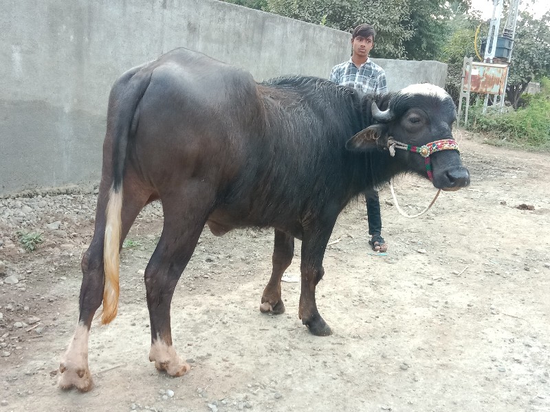 ખડેલી વેચવાની છ...