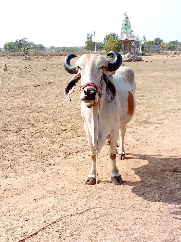 ફુલ જવાબદારીથી...