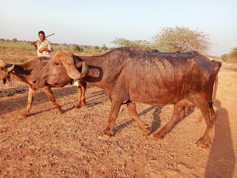 બે ભેંસો વેચવાન...