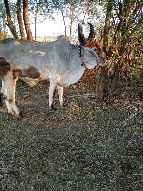 એક વાવણી વાવેલ...