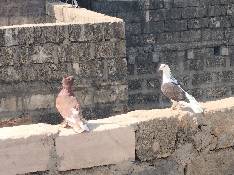 કબુતર સાટા કરવા...