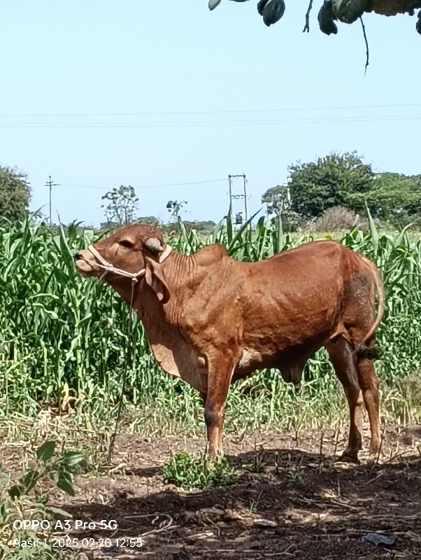 ઘોધલા વેચવાના છ...