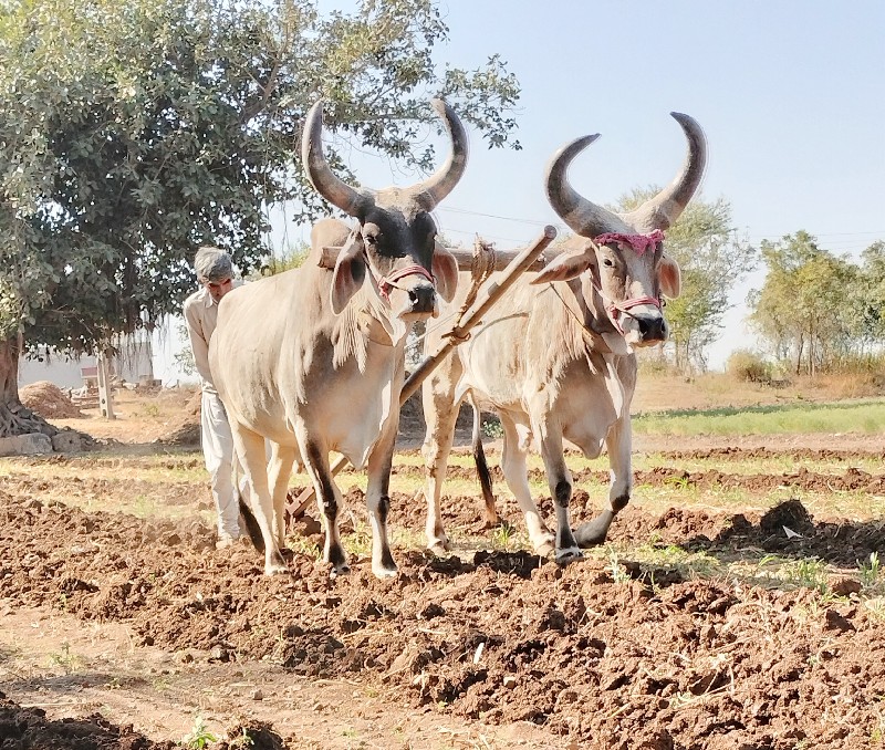 ધોરીળl ગોઢલા વે...