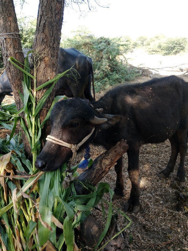 બે પડ્યું વેચવા...