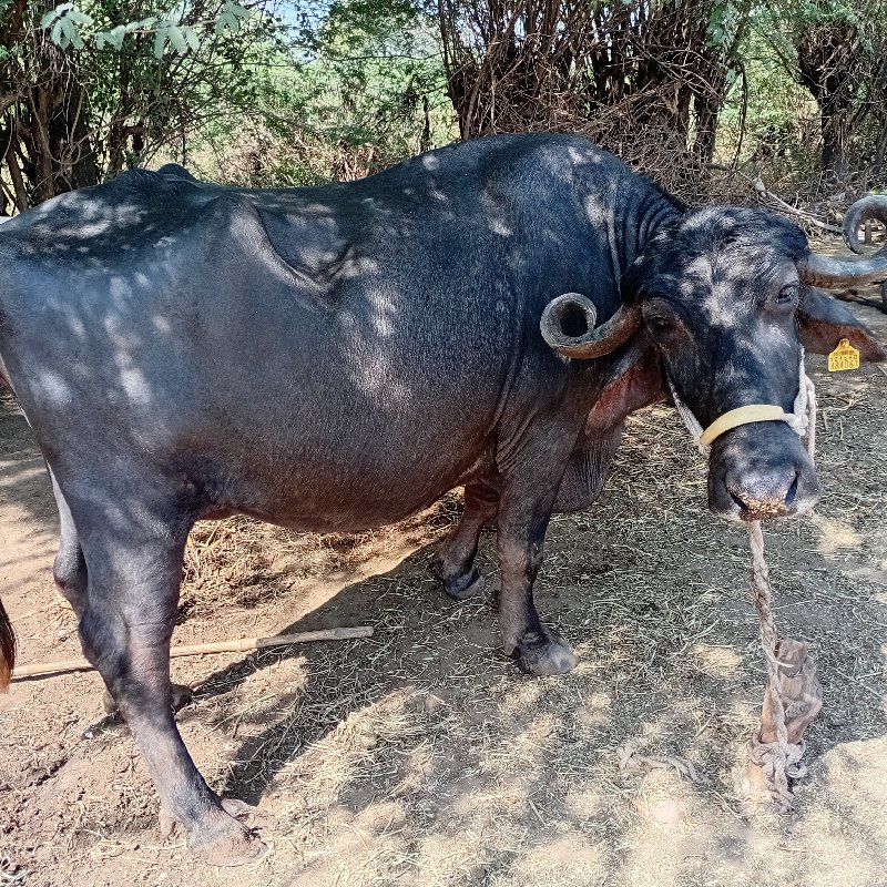 ભૈસ વેચવાની છે