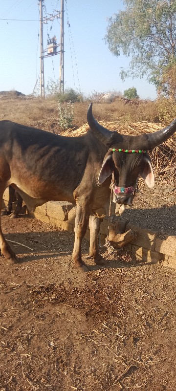 વાછરડા વહેંચવાન...