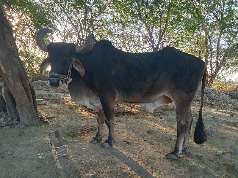 બળદ વેસવાનો છે