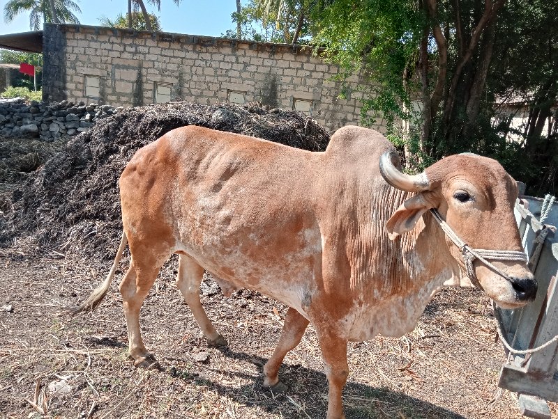 સાવ સોજા