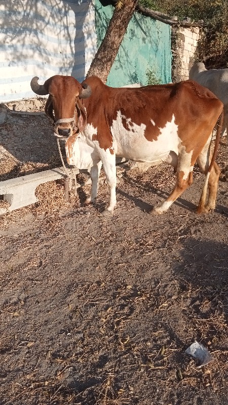 ગાય વેચવા ની સે