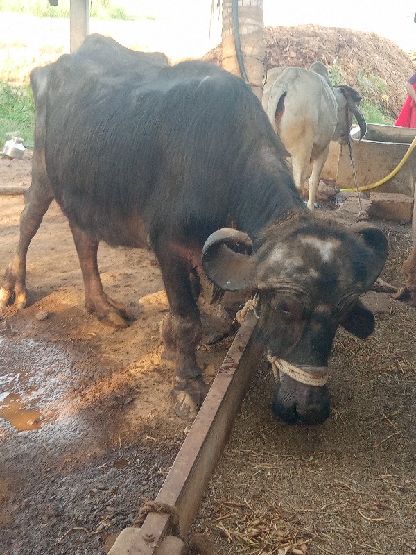 ખડેલી વેચવાની છ...