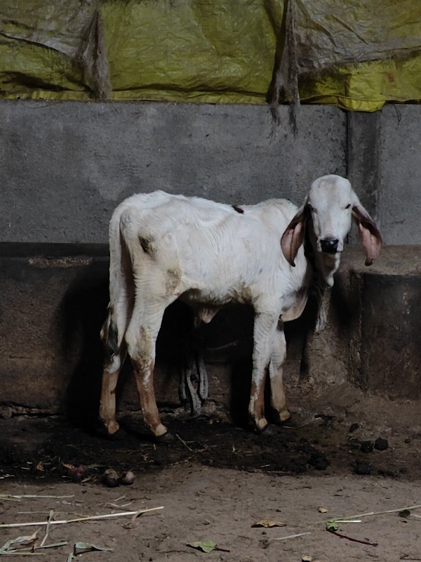 ખુટ