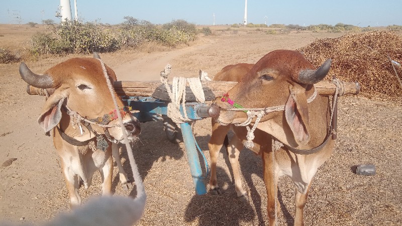 આ. ગોઢલા  વેચવા...