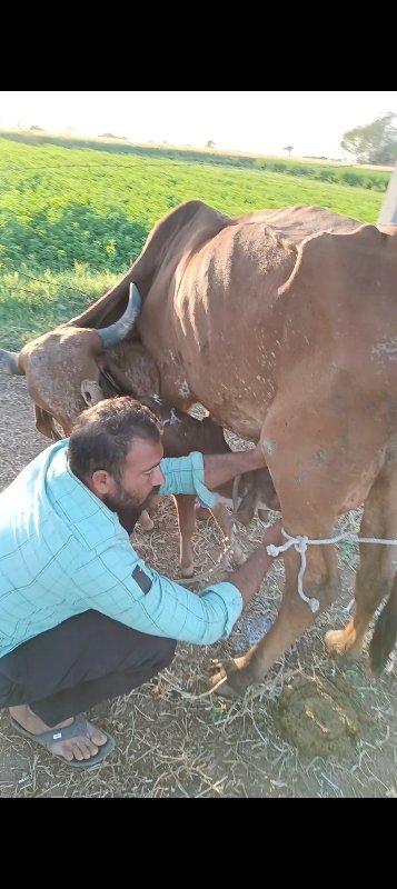 ગાય વેચવાની છે