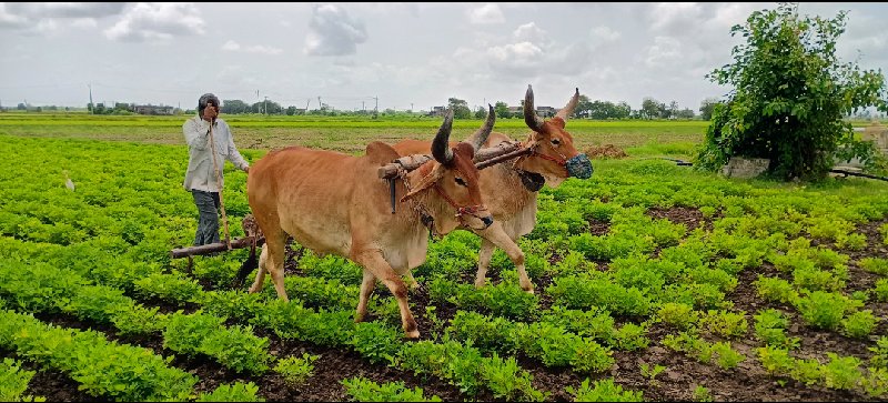 ગોઢલા વેંચવા ના...