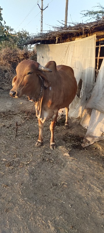 ગાય વેસવા ની સે