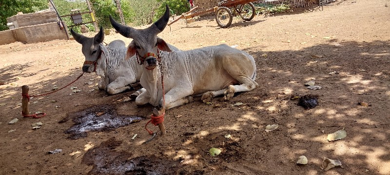 ગોઢલા