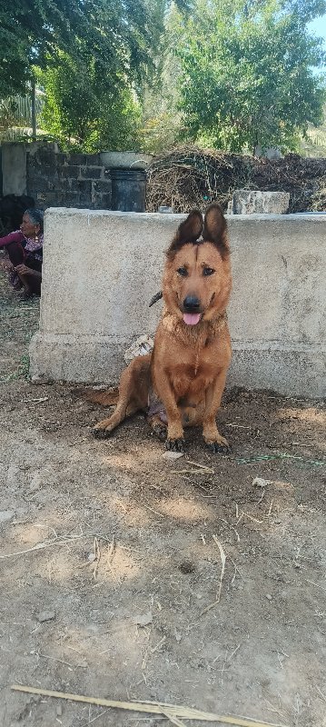 કુતરી વેસવાની છ...