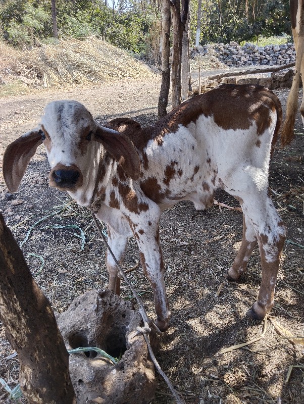 ગાય વેચવાની છે