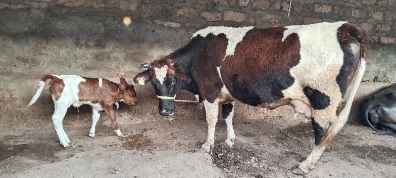 જર્સી ગાય વેચવા...