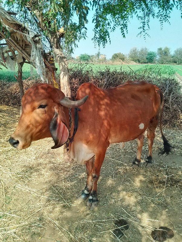 ગોરી છે