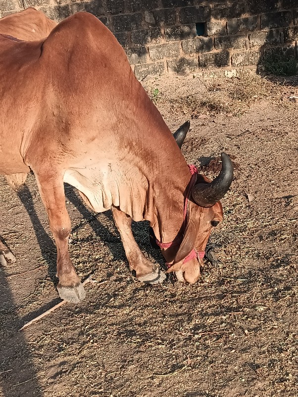 ગોધલા  વેચવા ના...