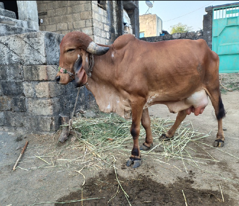 ગિર ગાય વેચવા ન...