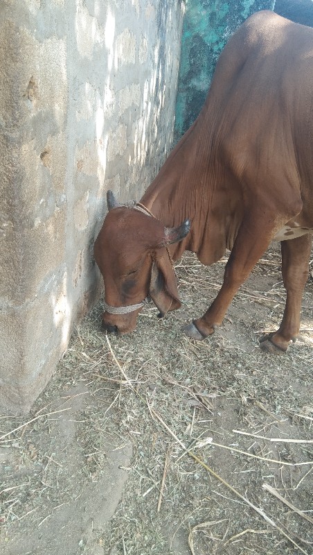 ગાય..